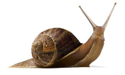 caracol